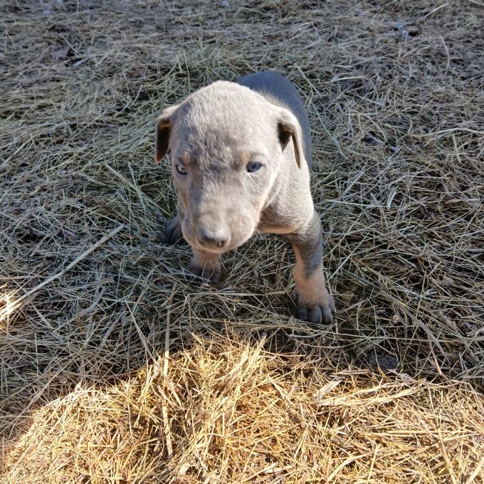 Doberman/ Husky Mix