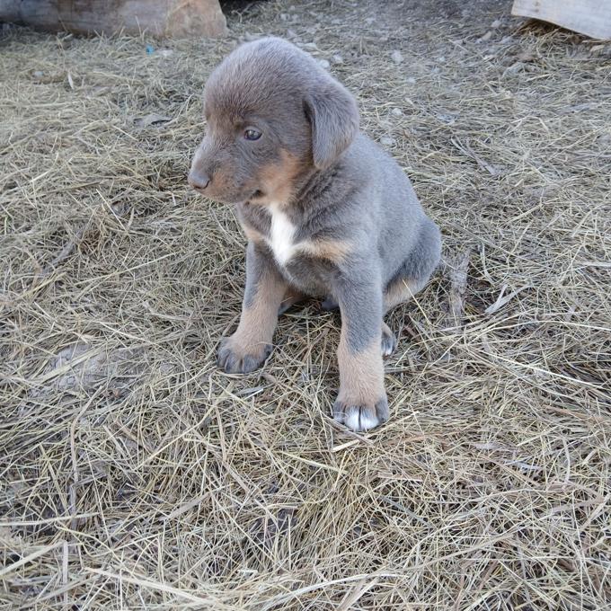 Doberman/ Husky Mix