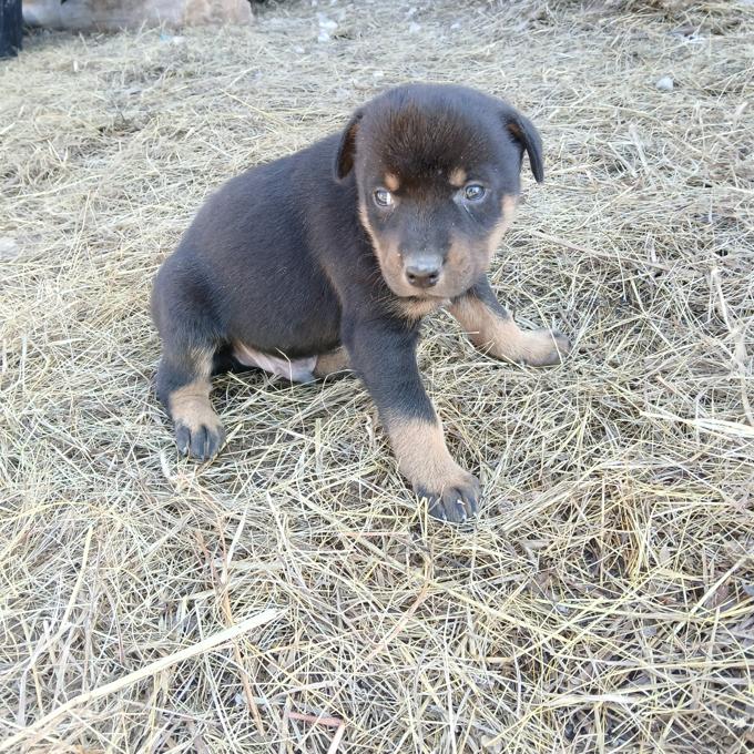 Doberman/ Husky Mix