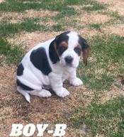 Beagle/Cocker cross.   “Bocker