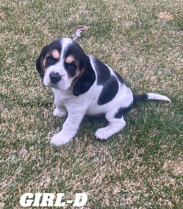 Beagle/Cocker cross.   “Bocker