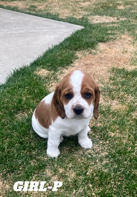 Beagle/Cocker cross.   “Bocker