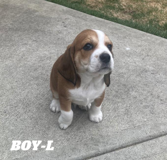 Beagle/Cocker cross.   “Bocker