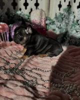 French Bulldog puppies