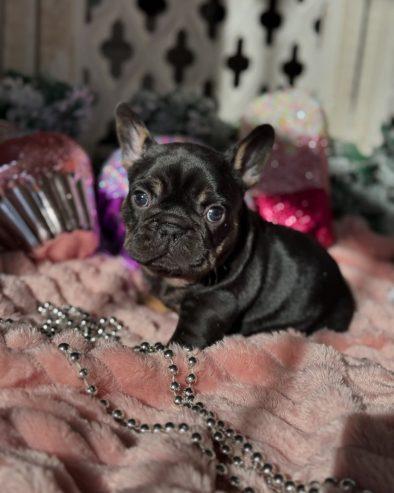 French Bulldog puppies