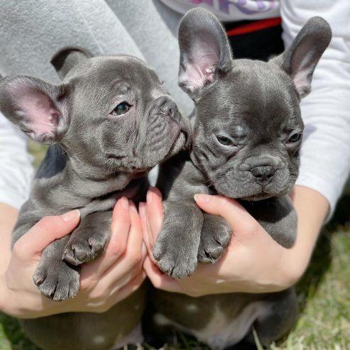 French Bulldog puppies