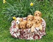 CAVAPOO Puppies