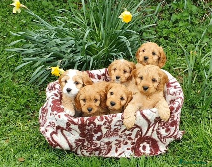 CAVAPOO Puppies