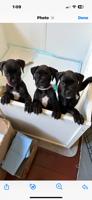 Boxer/American Bulldog
