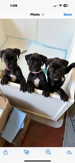 Boxer/American Bulldog