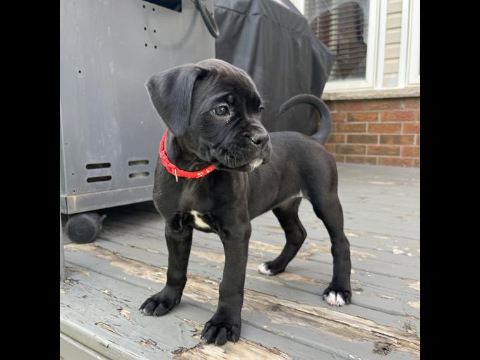 Boxer/American Bulldog