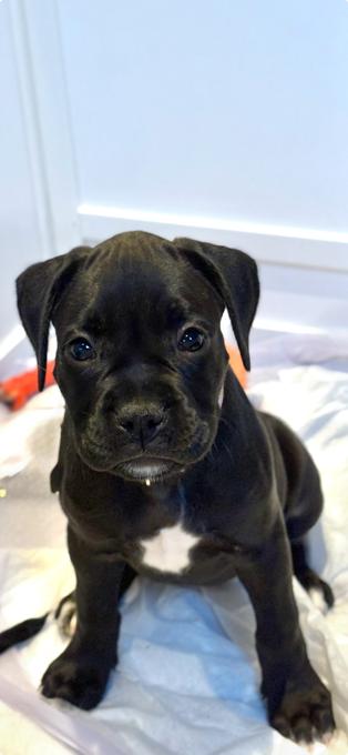 Boxer/American Bulldog