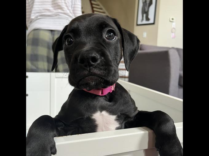 Boxer/American Bulldog