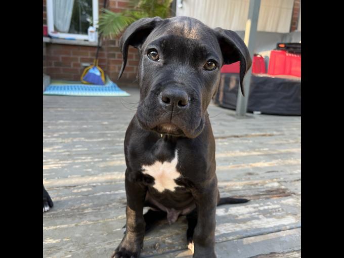 Boxer/American Bulldog