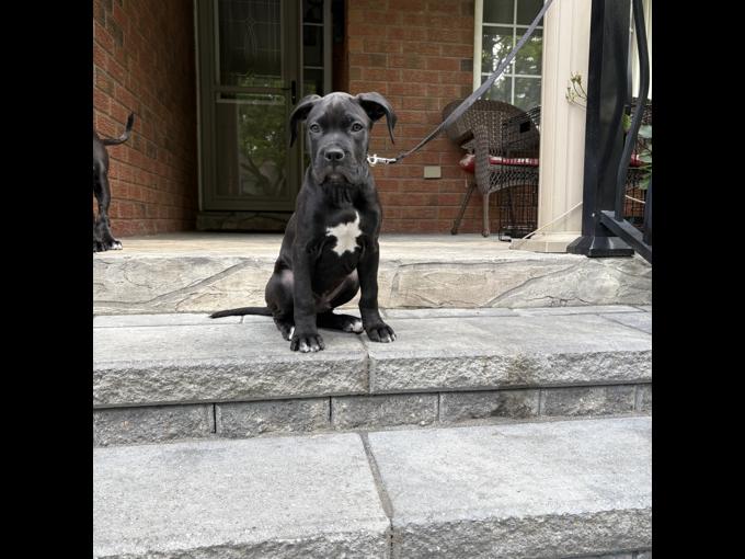 Boxer/American Bulldog