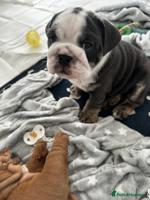 English Bulldogs