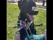 Black lab