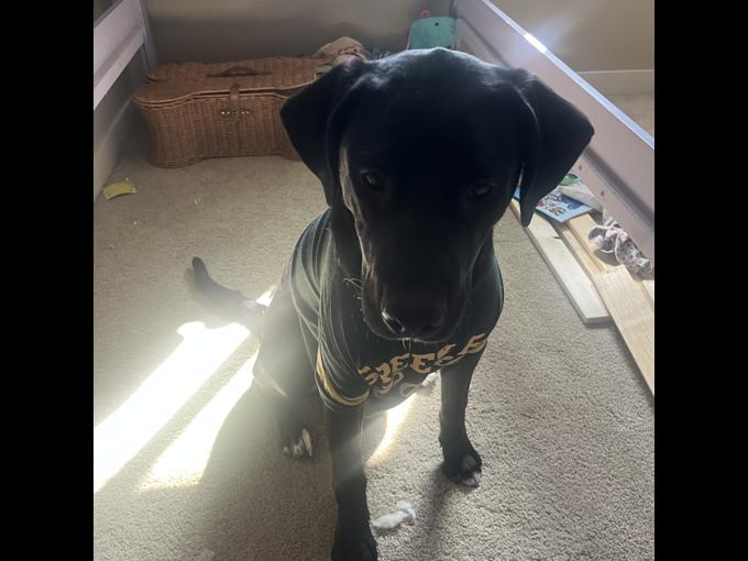 Black lab