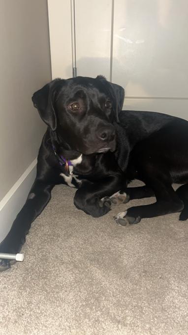 Black lab