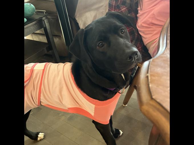 Black lab