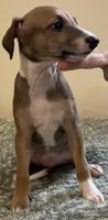 Italian greyhound