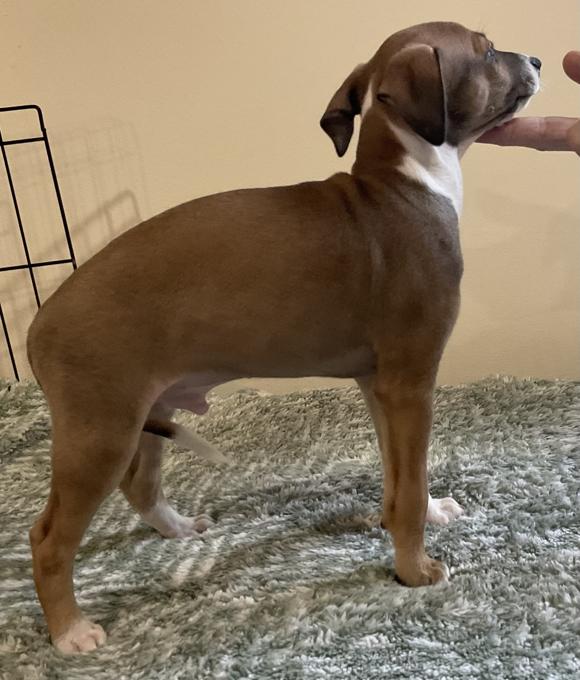 Italian greyhound