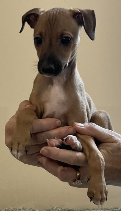 Italian greyhound