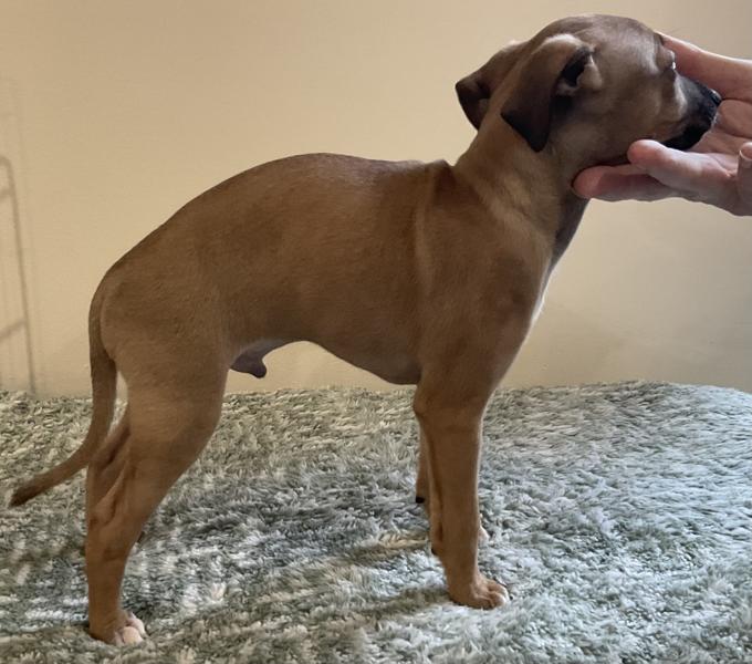 Italian greyhound