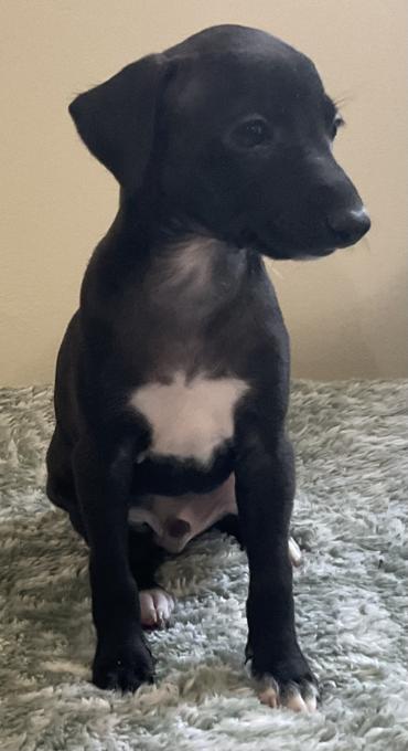 Italian greyhound