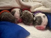 American Bully / French Bulldog Cross
