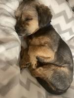 Morkie