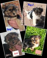 Morkie