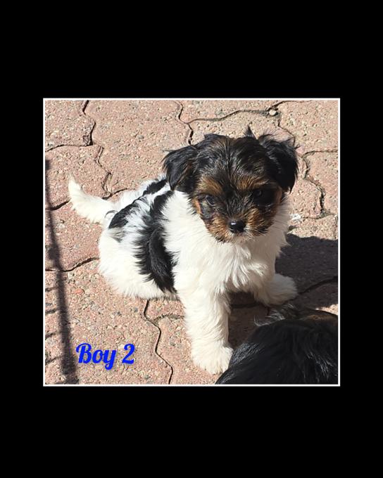Morkie