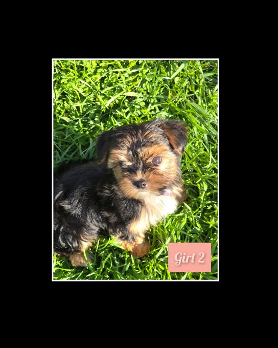 Morkie