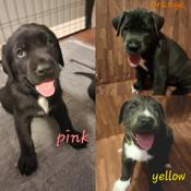 Lab x rottweiler x blue nose pitty