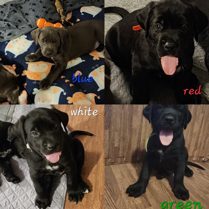 Lab x rottweiler x blue nose pitty