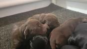 Labrador Retrievers