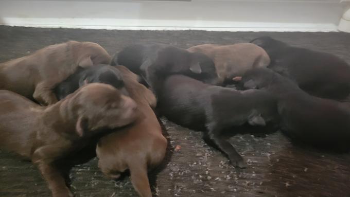 Labrador Retrievers