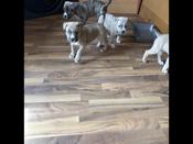 Bullmastiff Pit-bull Husky