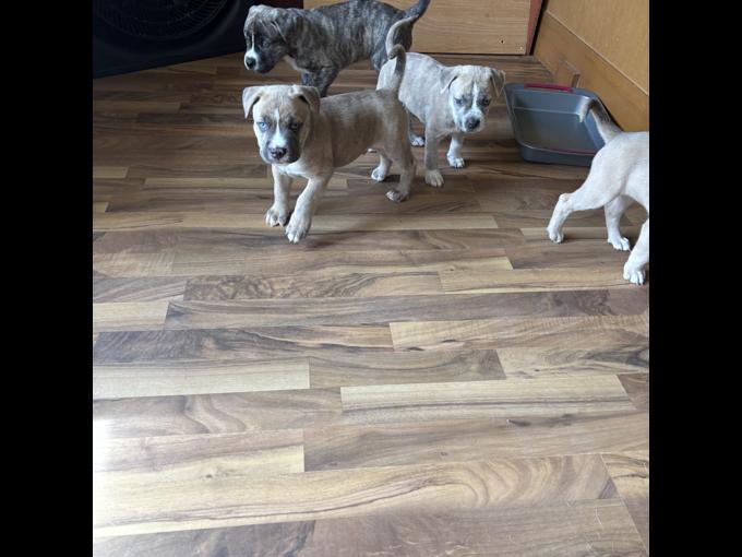 Bullmastiff Pit-bull Husky