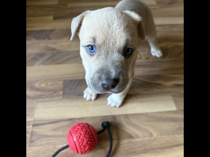 Bullmastiff Pit-bull Husky