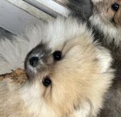 Pomeranian