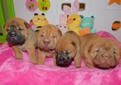 Chinese Shar - Pei Puppies