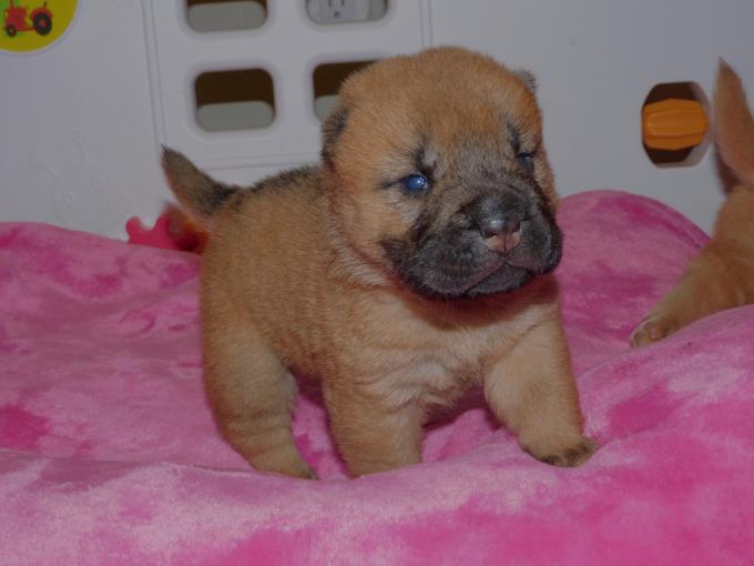 Chinese Shar - Pei Puppies