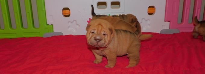 Chinese Shar - Pei Puppies