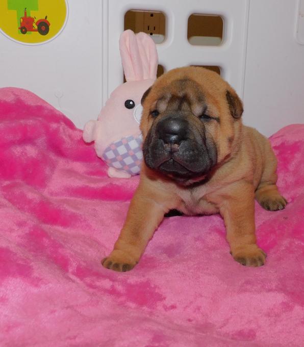 Chinese Shar - Pei Puppies