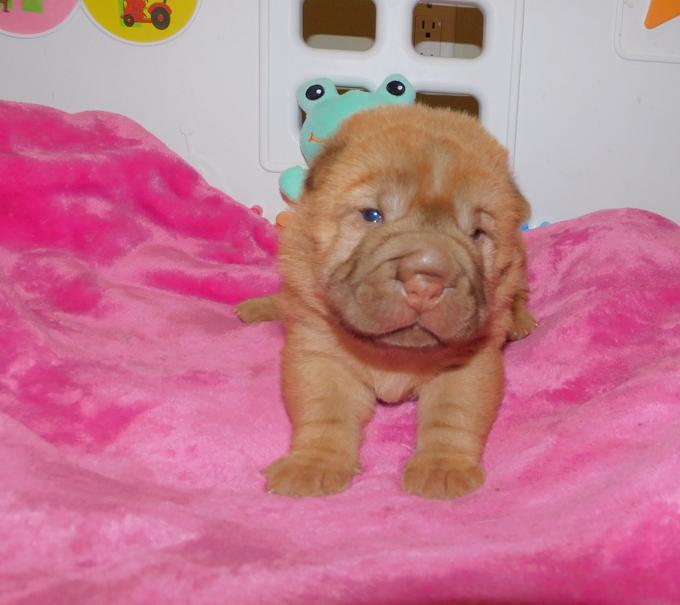 Chinese Shar - Pei Puppies