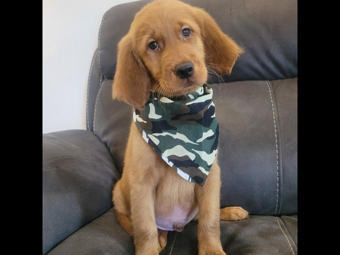 Golden Irish