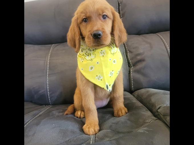 Golden Irish