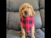 Golden Irish